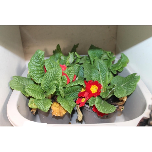 66 - BOWL OF 4 X PRIMROSE PLANTS