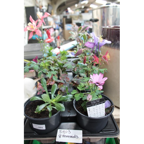 91 - TRAY OF 8 POTTED PERENNIAL PLANTS