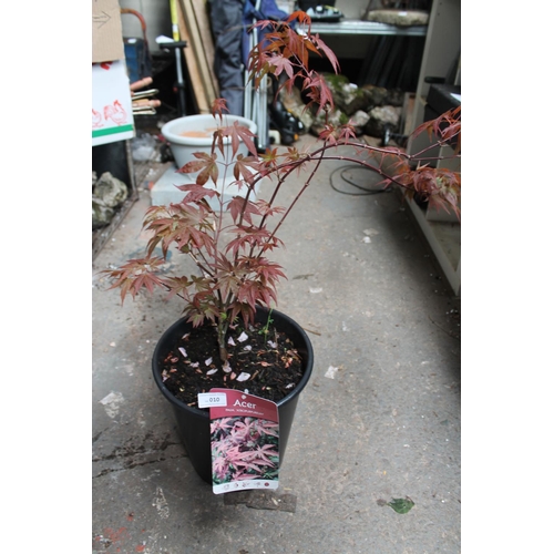 10 - POTTED RED ACER TREE (WILL GROW TO A GOOD SIZE)