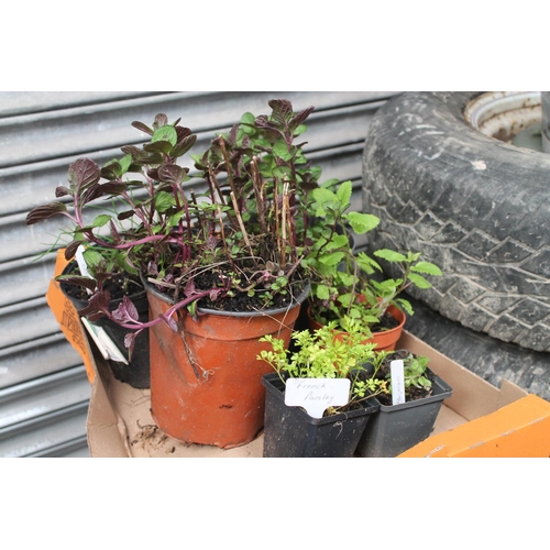 2 - SELECTION OF DIFFERENT POTTED HERBS