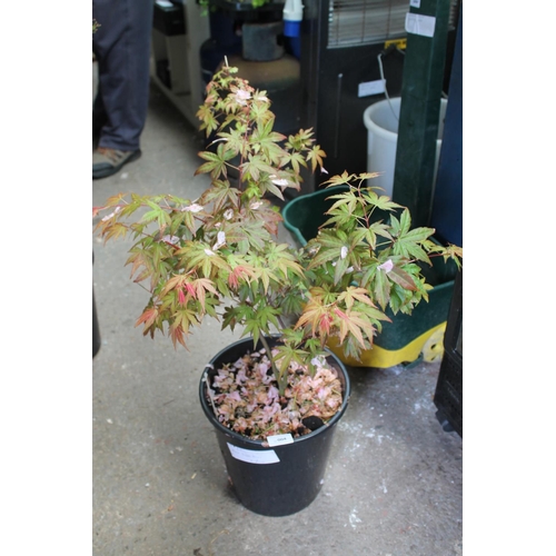 4 - GOOD SIZE GREEN ACER TREE (WILL GROW TO A GOOD SIZE)