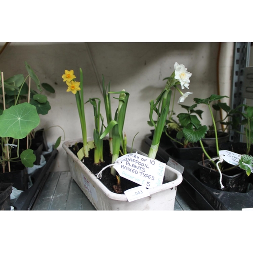 43 - TRAY OF 10 X DAFFODIL (NARCISSUS) PLANTS (MIXED TYPES)