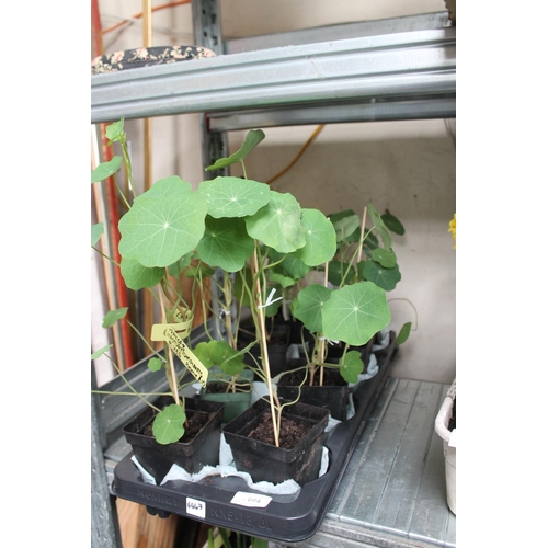 44 - TRAY OF NASTURTIUM PLANTS