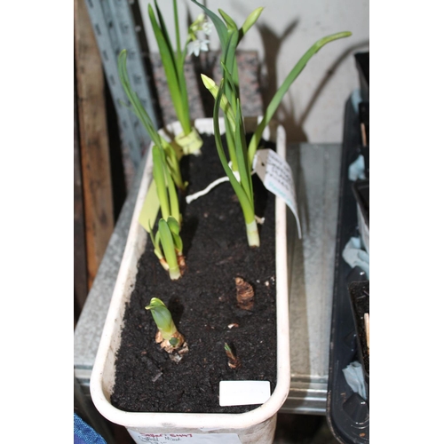 45 - TRAY OF 10 X MIXED DAFFODILS (NARCISSUS) MIXED PLANTS