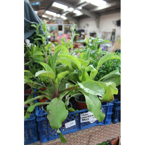 108 - TRAY OF CANTERBURY BELL PLANTS