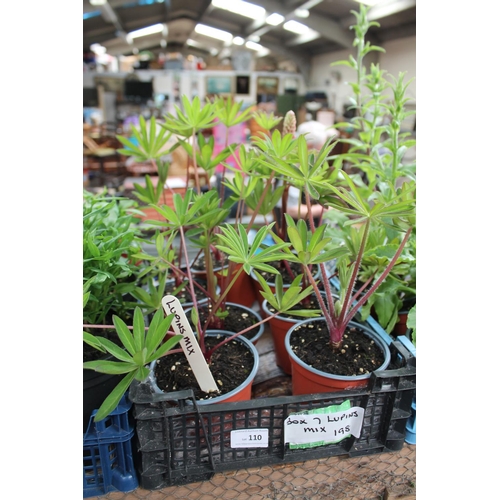 110 - BOX OF 7 X MIXED LUPIN PLANTS