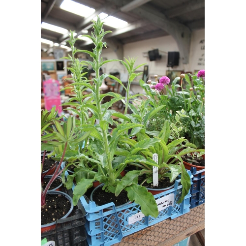 111 - TRAY OF CANTERBURY BELL PLANTS