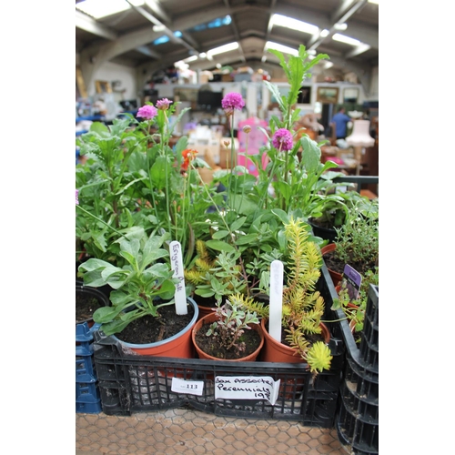 113 - TRAY OF ASSORTED PERENNIAL PLANTS