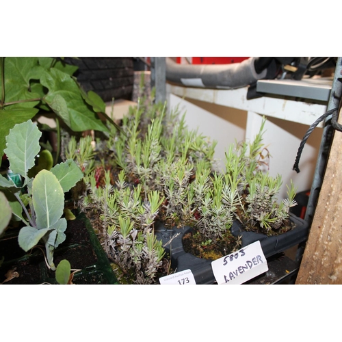 173 - TRAY OF LAVENDER PLANTS