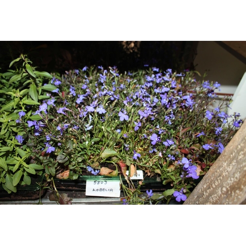 174 - TRAY OF LOBELIA PLANTS