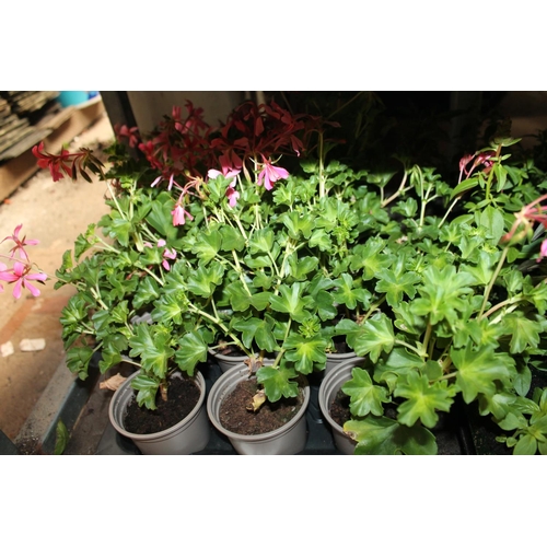 176 - TRAY OF 15 X GERANIUM PLANTS