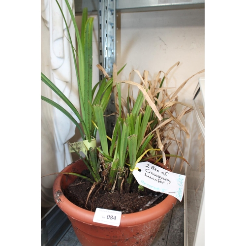 84 - 2 X POTS OF CROCOSIMA LUCIFER PLANTS