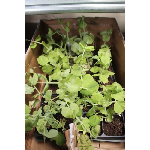 61 - TRAY OF APPROX 20 X PEA PLANTS