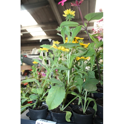 180 - 18 X POTTED RUDBEKIA PLANTS