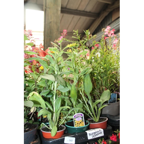 182 - 18 X POTTED RUDBEKIA VERBENA PLANTS