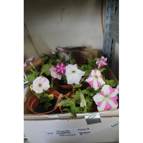 68 - BOX OF ASSORTED PETUNIAS ETC