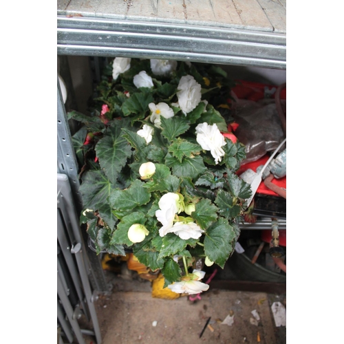 96 - 15 POTTED MIXED BEGONIAS