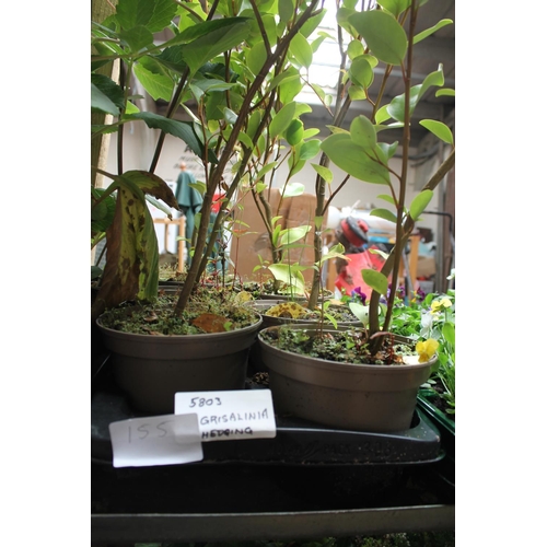 Lot 155       