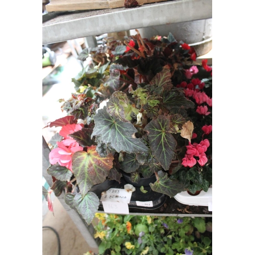 Lot 163       