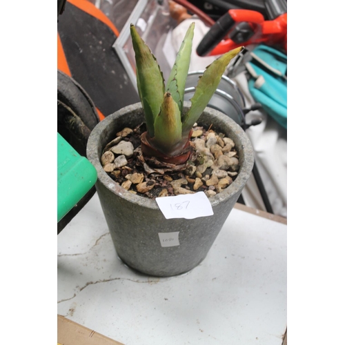 Lot 187       