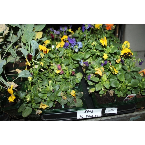 181 - TRAY OF 35 X MIXED COLOUR PANSY PLANTS