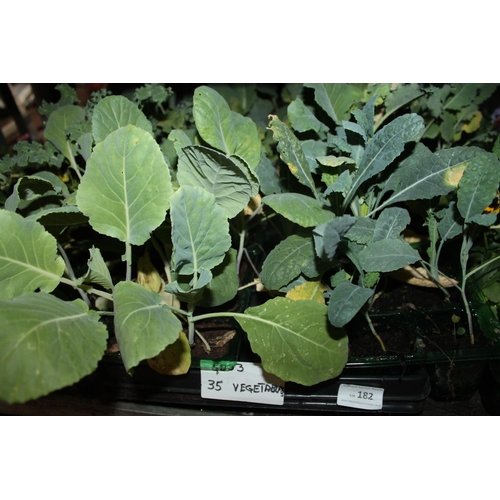 182 - TRAY OF 35 X VEGETABLE PLANTS