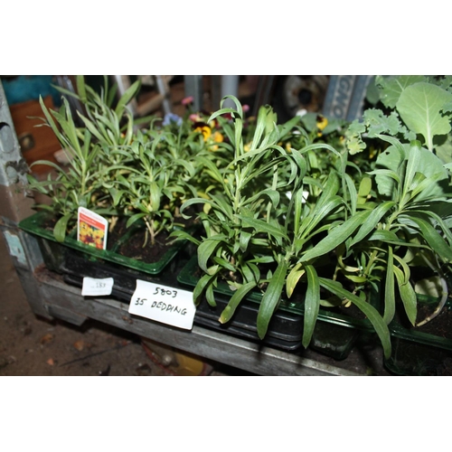 183 - TRAY OF 35 X MIXED BEDDING PLANTS