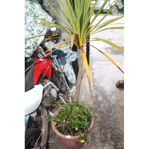 215 - PLASTIC ROUND PLANTER WITH PALM TREE