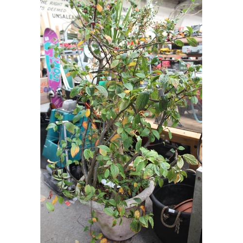 146 - LARGE POTTED BERRY TREE