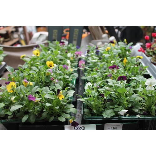 164 - TRAY OF 35 X MIXED VIOLA PLANTS
STRONG VIBRANT COLOURS