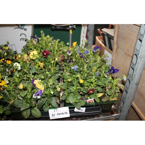 166 - TRAY OF 35 X ASSORTED VIBRANT PANSY PLANTS