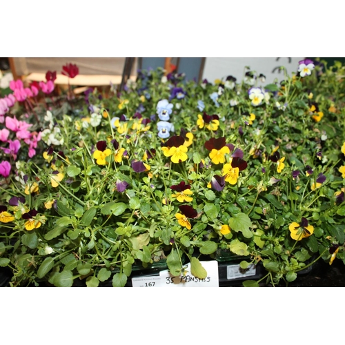 167 - TRAY OF 35 X MIXED PANSY PLANTS