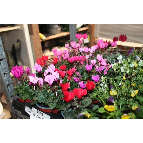 168 - TRAY OF 15 MIXED COULOR CYCLAMEN PLANTS