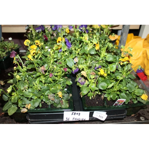 169 - TRAY OF 35 X MIXED POTTED PANSY PLANTS