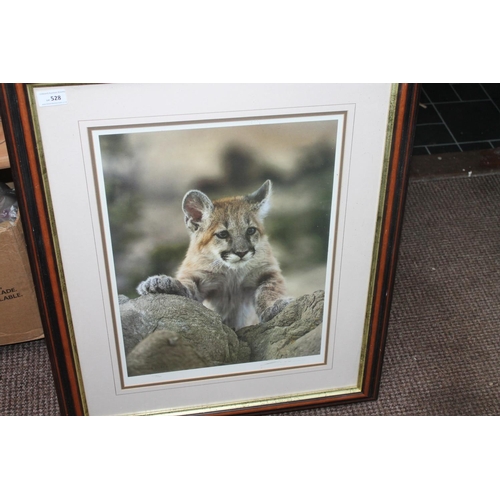 528 - FRAMED PRINT OF A YOUNG MOUNTAIN LION