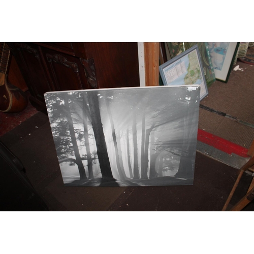 595 - NEGATIVE PHOTO ON CANVAS OF MORNING WOODLAND SCENE