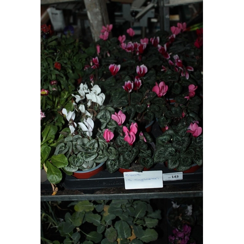 143 - 15 CYCLAMEN