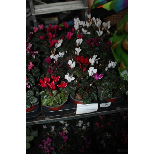 144 - 15 CYCLAMEN