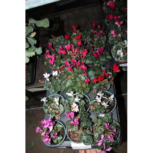 147 - 15 CYCLAMEN