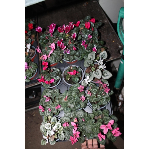 148 - 15 CYCLAMEN