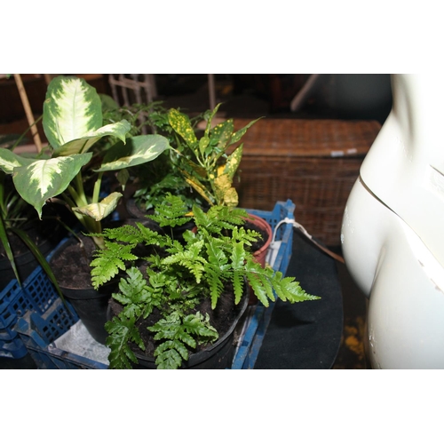 317 - TRAY OF HOUSE PLANTS INCLUDING JACOBS LADDER ETC