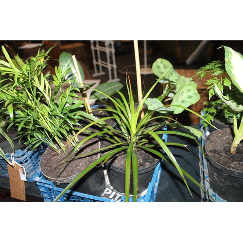 318 - TRAY OF ASSORTED HOUSE PLANTS INCLUDING DRAGON TREE, A PRAYER PLANT ETC