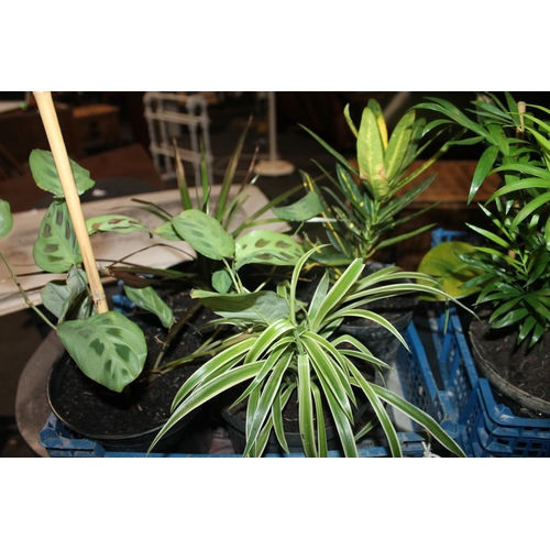 319 - TRAY OF HOUSE PLANTS INCLUDING SPIDER PLANTS, DRAGON TREES ETC