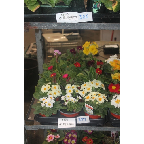 387 - 15 MIXED PRIMROSES