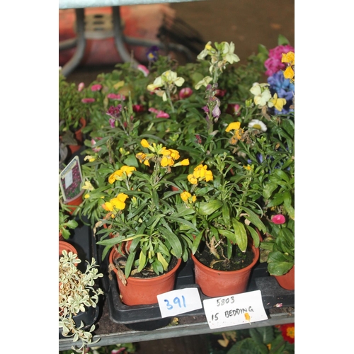 391 - 15 MIXED BEDDING PLANTS