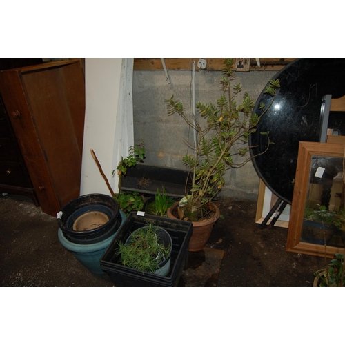 715 - QTY OF PLASTIC PLANTERS AND CONTENTS