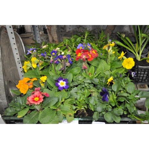 38 - SELECTION OF  BEDDING PLANTS