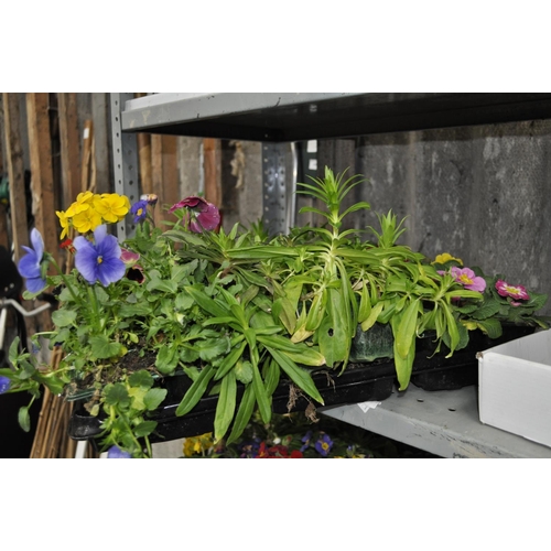 41 - TRAY OF  BEDDING PLANTS