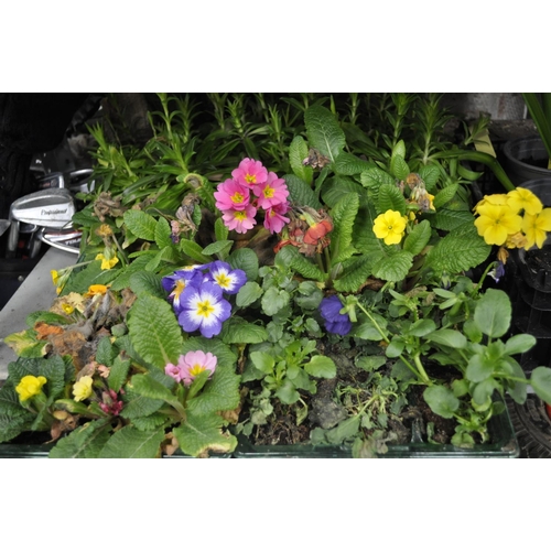 34 - 6 MIXED TRAYS OF BEDDING PLANTS