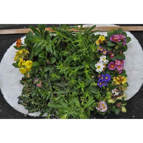 36 - TRAYS OF MIXED BEDDING PLANTS